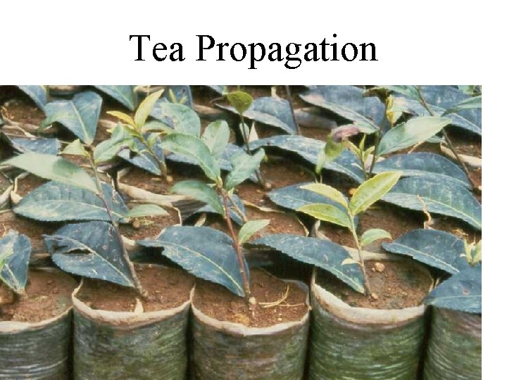 Tea Propagation 