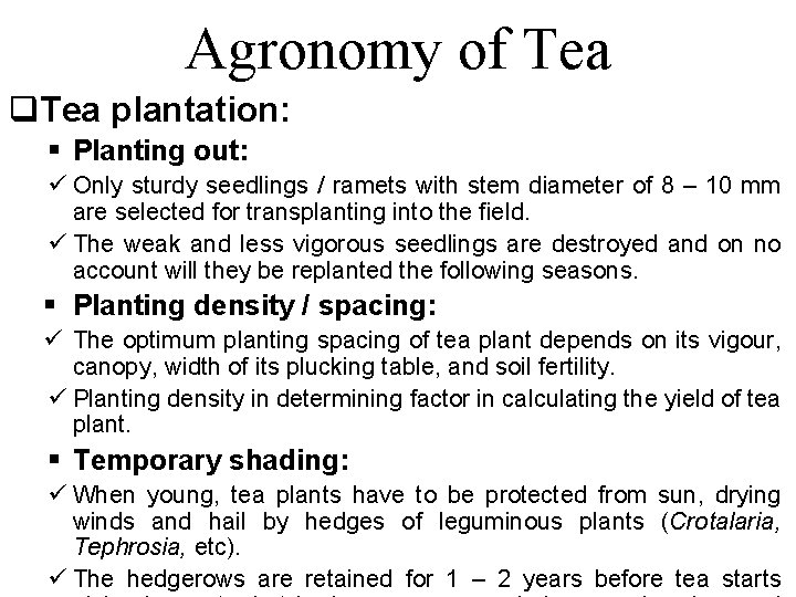 Agronomy of Tea q. Tea plantation: § Planting out: ü Only sturdy seedlings /