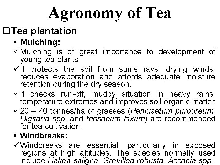 Agronomy of Tea q. Tea plantation § Mulching: ü Mulching is of great importance