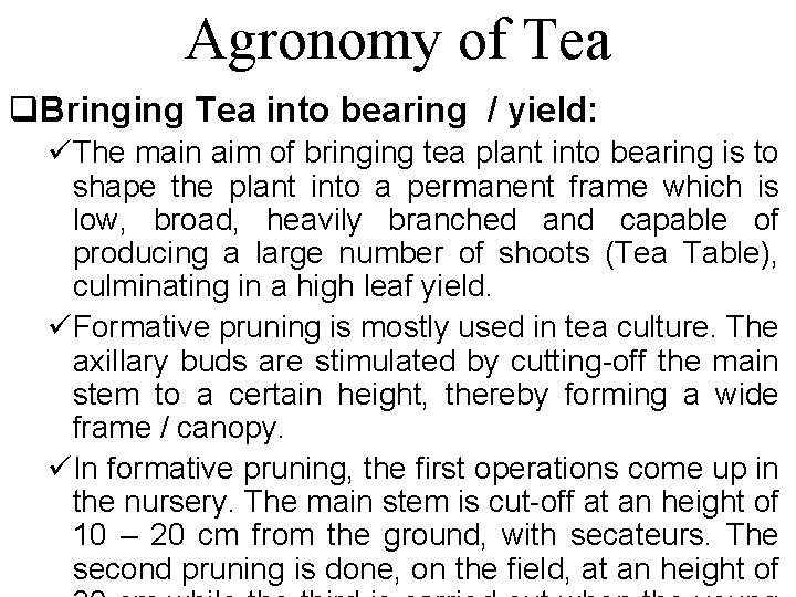 Agronomy of Tea q. Bringing Tea into bearing / yield: üThe main aim of