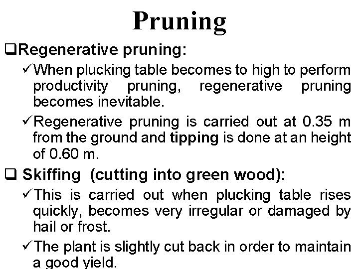 Pruning q. Regenerative pruning: üWhen plucking table becomes to high to perform productivity pruning,