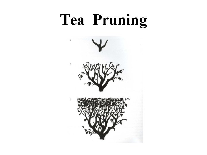 Tea Pruning 