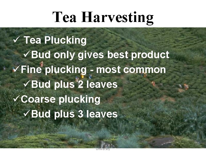 Tea Harvesting ü Tea Plucking üBud only gives best product üFine plucking - most