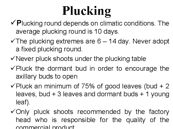 Plucking üPlucking round depends on climatic conditions. The average plucking round is 10 days.