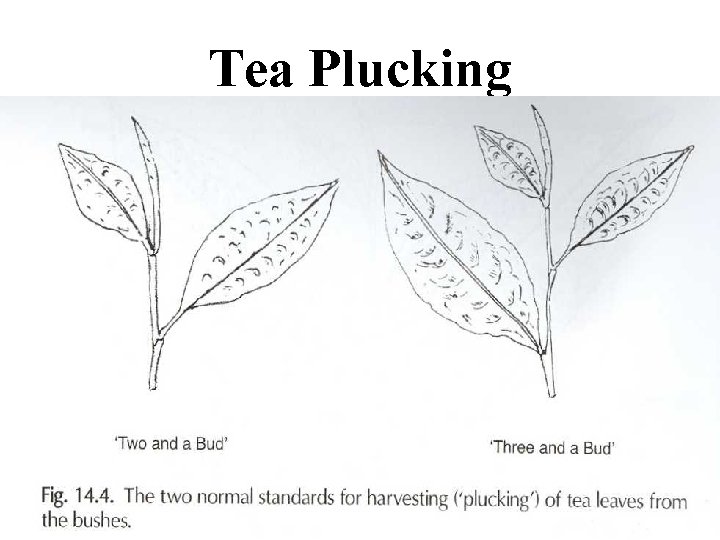 Tea Plucking 