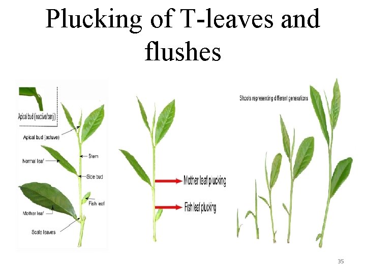 Plucking of T-leaves and flushes 35 