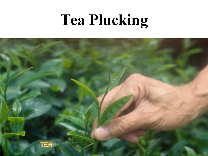 Tea Plucking 