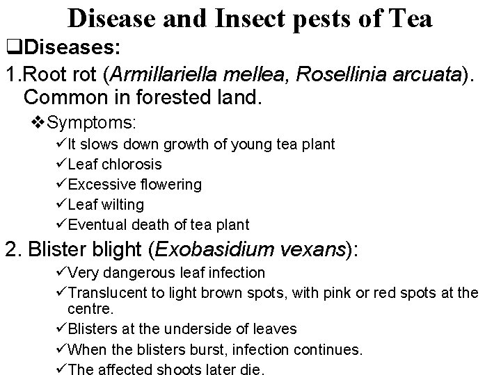 Disease and Insect pests of Tea q. Diseases: 1. Root rot (Armillariella mellea, Rosellinia