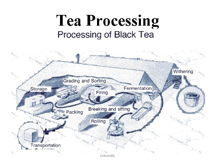 Tea Processing Tropical Horticulture - Texas A&M University 