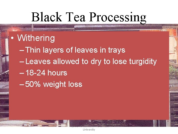 Black Tea Processing • Withering – Thin layers of leaves in trays – Leaves