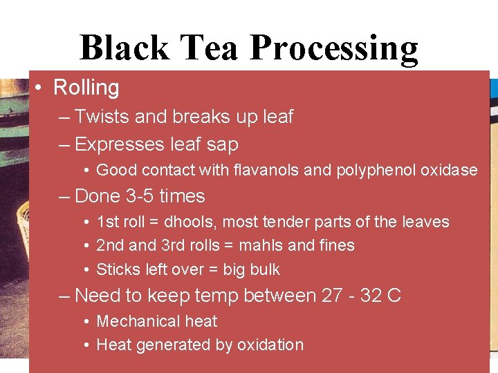 Black Tea Processing • Rolling – Twists and breaks up leaf – Expresses leaf