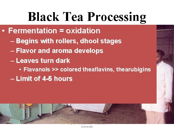 Black Tea Processing • Fermentation = oxidation – Begins with rollers, dhool stages –
