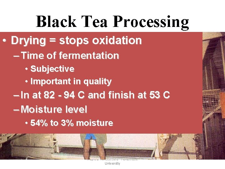 Black Tea Processing • Drying = stops oxidation – Time of fermentation • Subjective