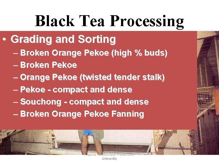 Black Tea Processing • Grading and Sorting – Broken Orange Pekoe (high % buds)