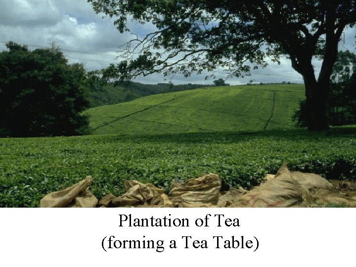 Plantation of Tea (forming a Tea Table) 