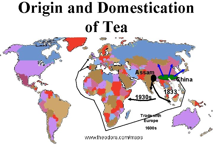 Origin and Domestication of Tea Assam China 1930 s Trade with Europe 1600 s