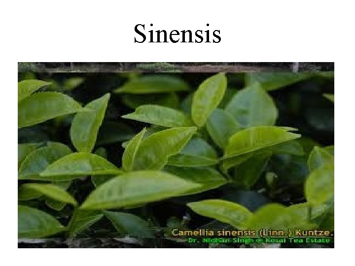 Sinensis 