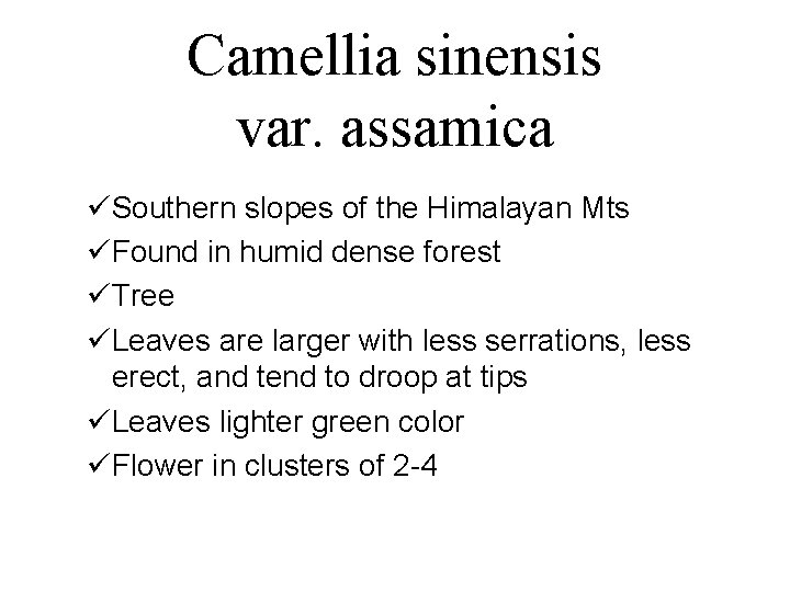 Camellia sinensis var. assamica üSouthern slopes of the Himalayan Mts üFound in humid dense