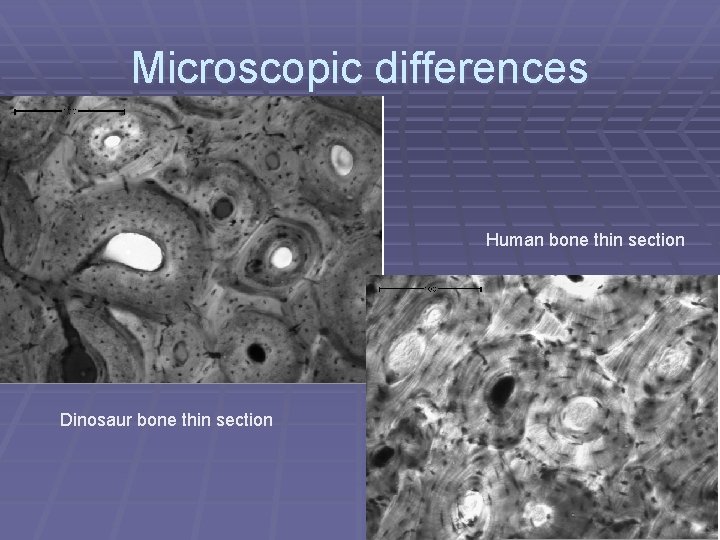 Microscopic differences Human bone thin section Dinosaur bone thin section 