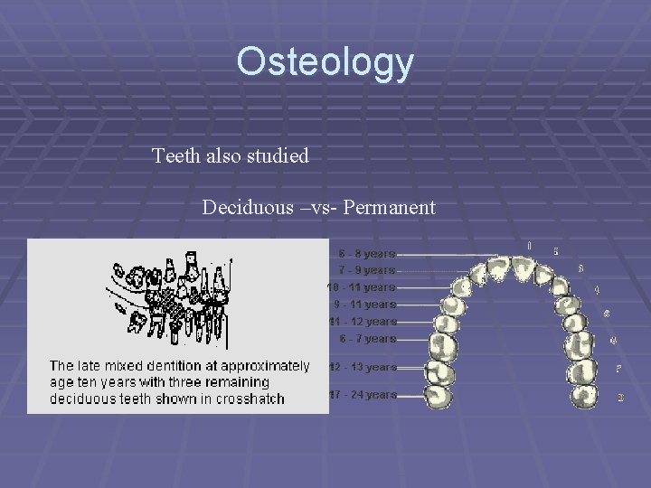Osteology Teeth also studied Deciduous –vs- Permanent 