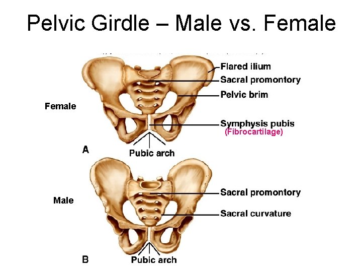 Pelvic Girdle – Male vs. Female (Fibrocartilage) Male 