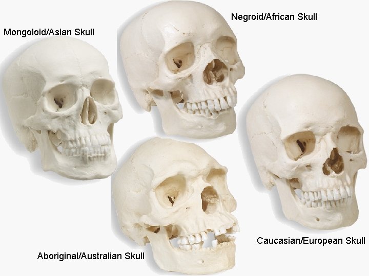 Negroid/African Skull Mongoloid/Asian Skull Caucasian/European Skull Aboriginal/Australian Skull 