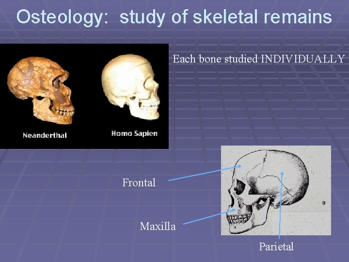 Osteology: study of skeletal remains Each bone studied INDIVIDUALLY Frontal Maxilla Parietal 
