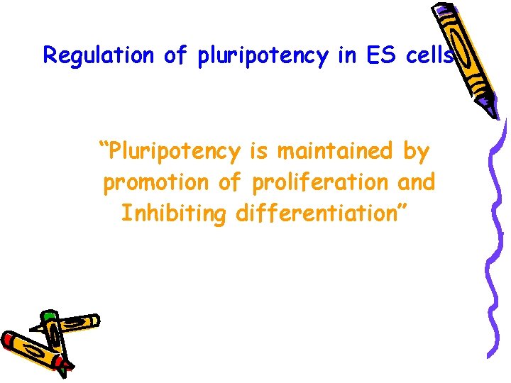 Regulation of pluripotency in ES cells “Pluripotency is maintained by promotion of proliferation and