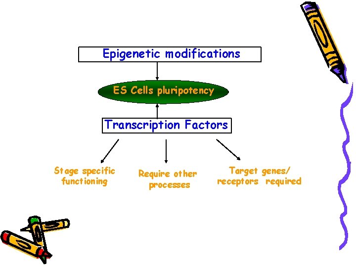 Epigenetic modifications ES Cells pluripotency Transcription Factors Stage specific functioning Require other processes Target