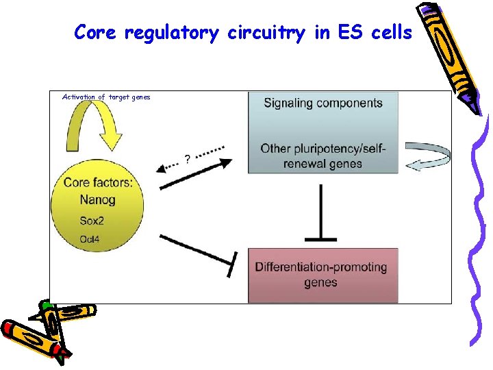 Core regulatory circuitry in ES cells Activation of target genes 