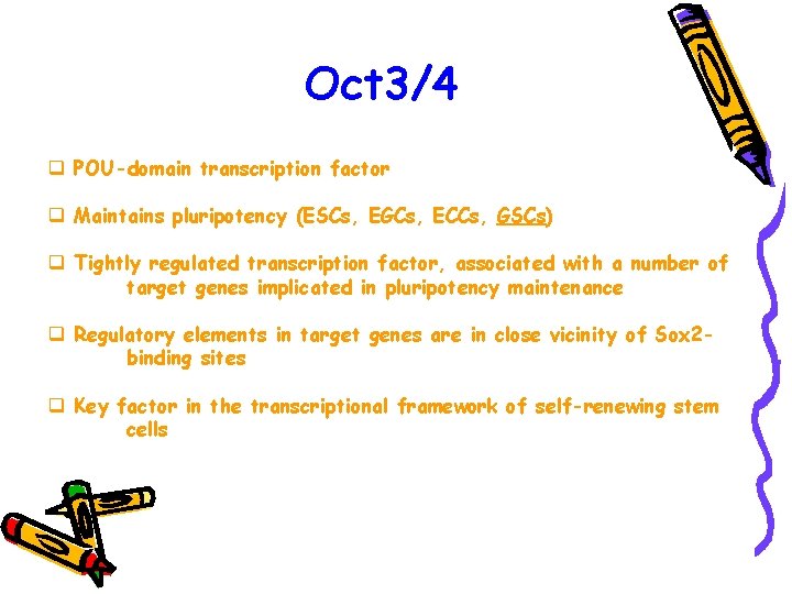 Oct 3/4 q POU-domain transcription factor q Maintains pluripotency (ESCs, EGCs, ECCs, GSCs) q