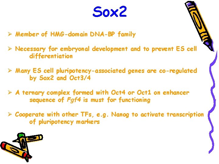 Sox 2 Ø Member of HMG-domain DNA-BP family Ø Necessary for embryonal development and