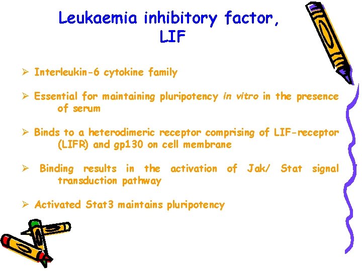 Leukaemia inhibitory factor, LIF Ø Interleukin-6 cytokine family Ø Essential for maintaining pluripotency in