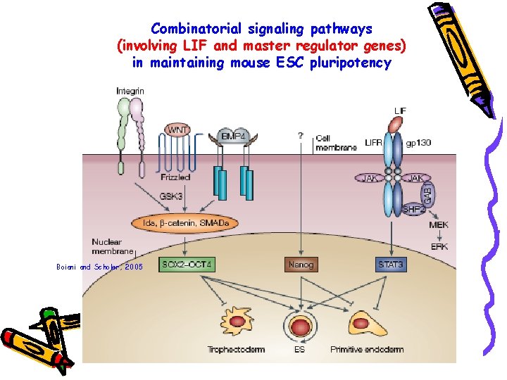 Combinatorial signaling pathways (involving LIF and master regulator genes) in maintaining mouse ESC pluripotency