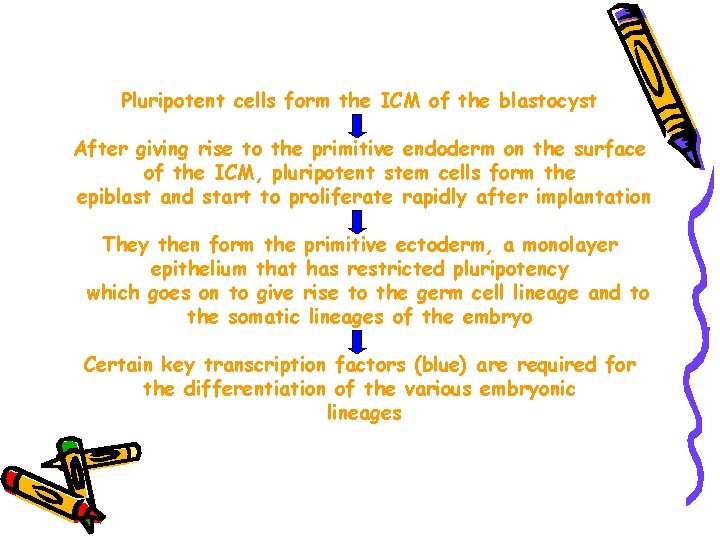 Pluripotent cells form the ICM of the blastocyst After giving rise to the primitive