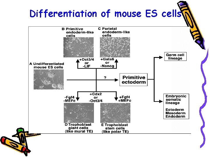 Differentiation of mouse ES cells 