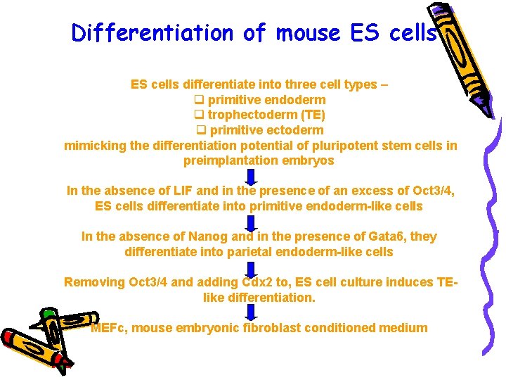 Differentiation of mouse ES cells differentiate into three cell types – q primitive endoderm