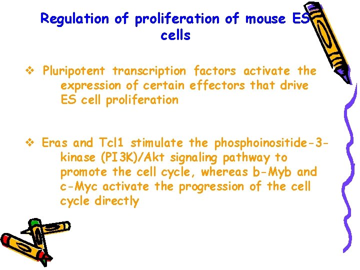Regulation of proliferation of mouse ES cells v Pluripotent transcription factors activate the expression