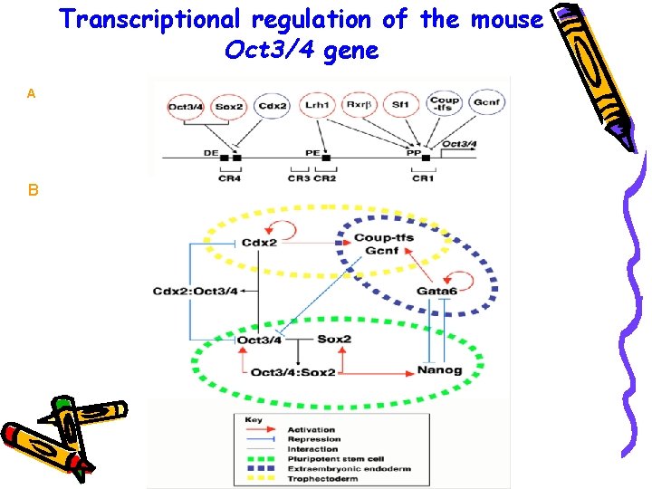 Transcriptional regulation of the mouse Oct 3/4 gene A B 