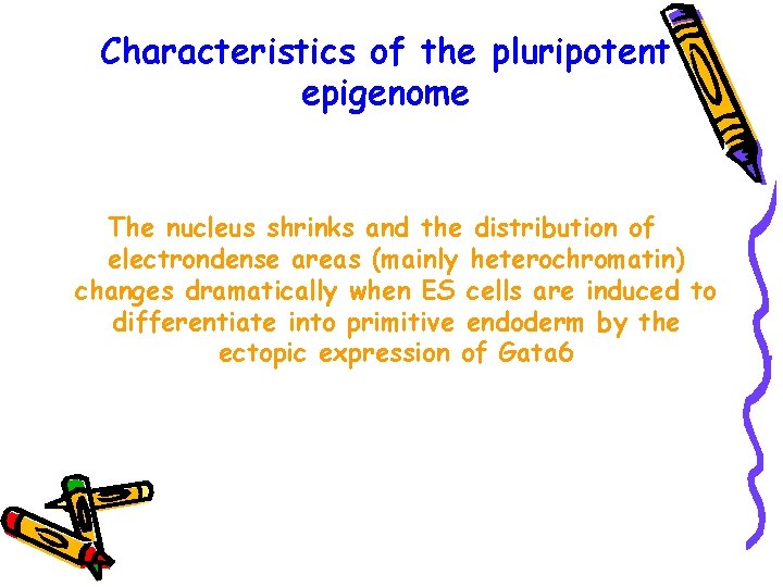 Characteristics of the pluripotent epigenome The nucleus shrinks and the distribution of electrondense areas
