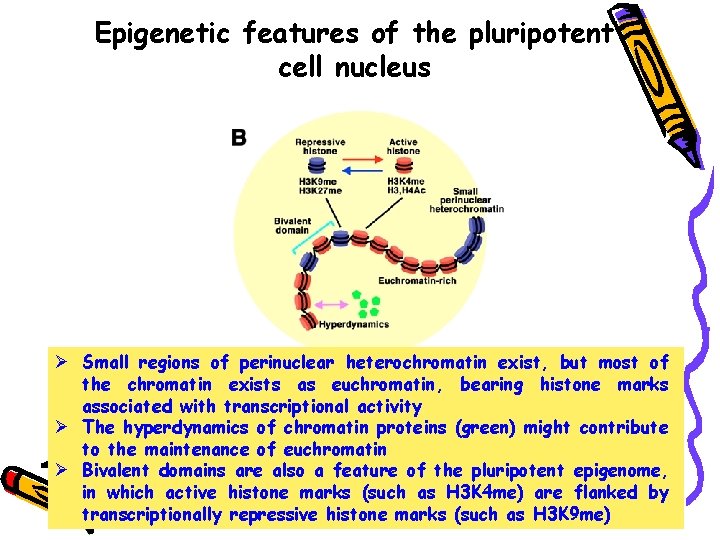 Epigenetic features of the pluripotent cell nucleus Ø Small regions of perinuclear heterochromatin exist,