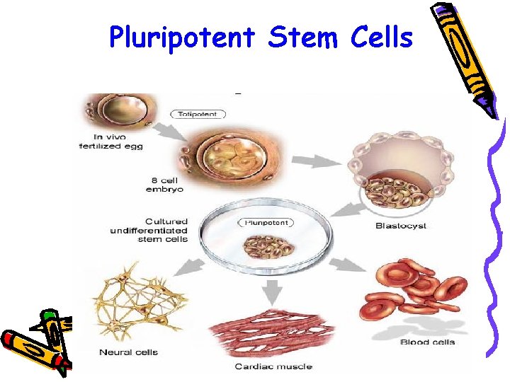 Pluripotent Stem Cells 