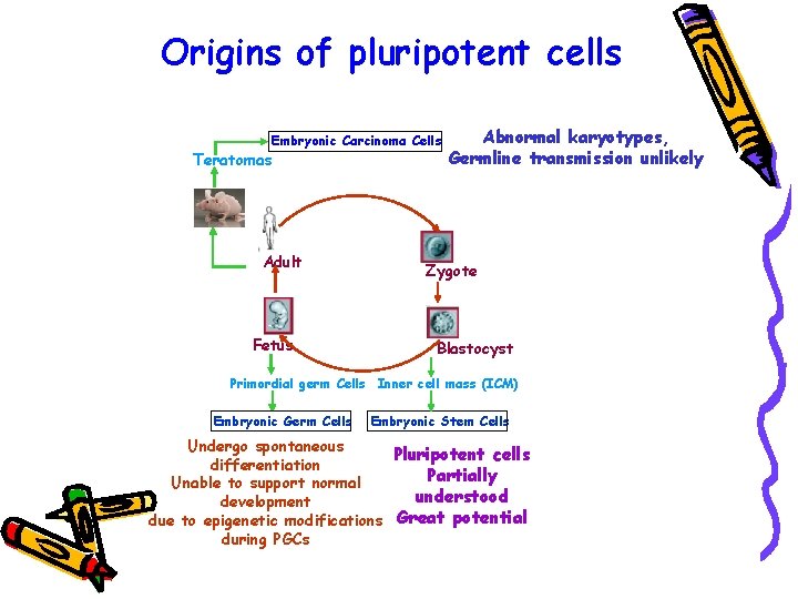 Origins of pluripotent cells Embryonic Carcinoma Cells Teratomas Adult Fetus Abnormal karyotypes, Germline transmission