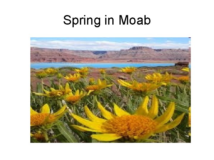 Spring in Moab 