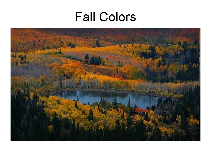 Fall Colors 