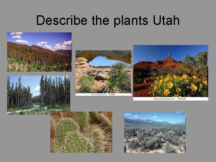 Describe the plants Utah 