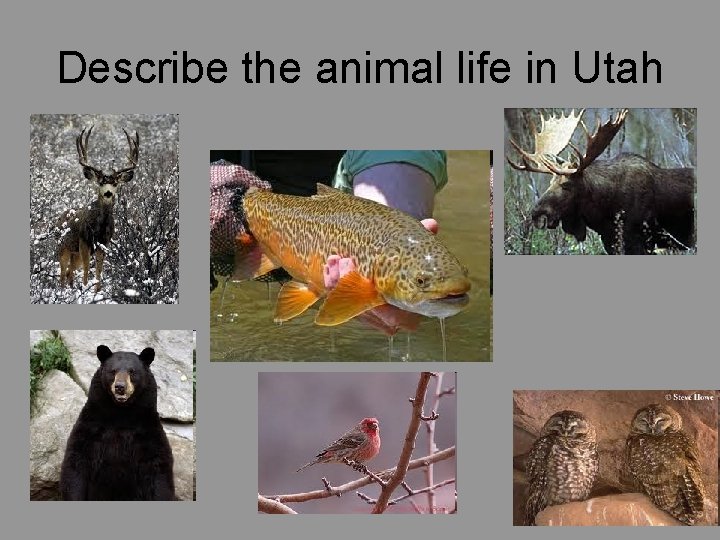 Describe the animal life in Utah 