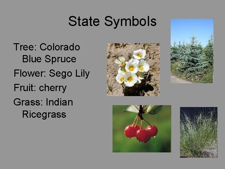 State Symbols Tree: Colorado Blue Spruce Flower: Sego Lily Fruit: cherry Grass: Indian Ricegrass