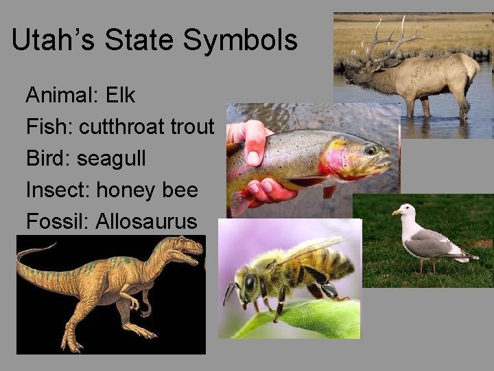 Utah’s State Symbols Animal: Elk Fish: cutthroat trout Bird: seagull Insect: honey bee Fossil: