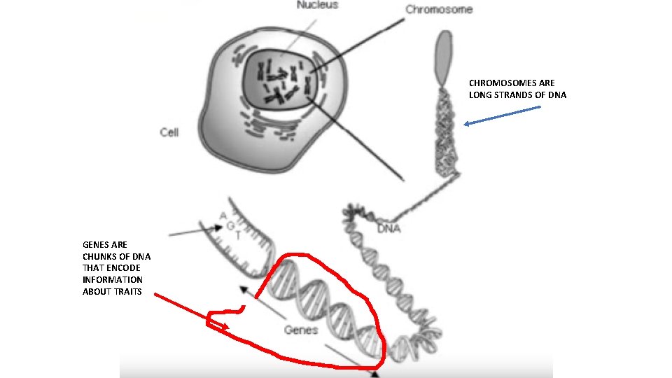 CHROMOSOMES ARE LONG STRANDS OF DNA GENES ARE CHUNKS OF DNA THAT ENCODE INFORMATION